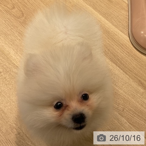 ポメラニアンの写真