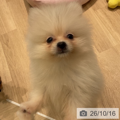 ポメラニアンの写真