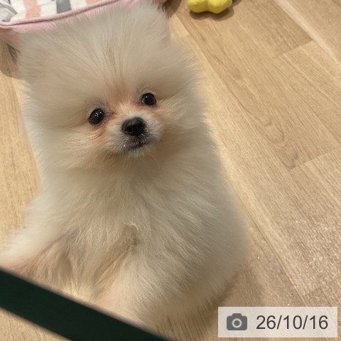 ポメラニアンの写真