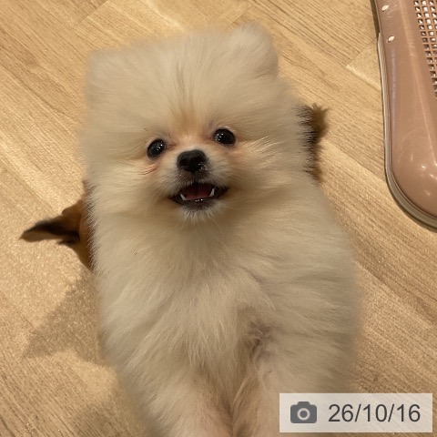 ポメラニアンの写真