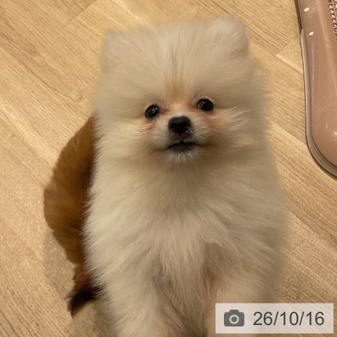 ポメラニアンの写真