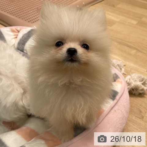 愛知県のポメラニアン (ペットプラス 則武新町店/2026年8月14日生まれ/男の子/クリーム)の子犬の4枚目の画像