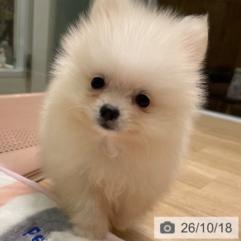 愛知県のポメラニアン (ペットプラス 則武新町店/2026年8月14日生まれ/男の子/クリーム)の子犬の3枚目の画像
