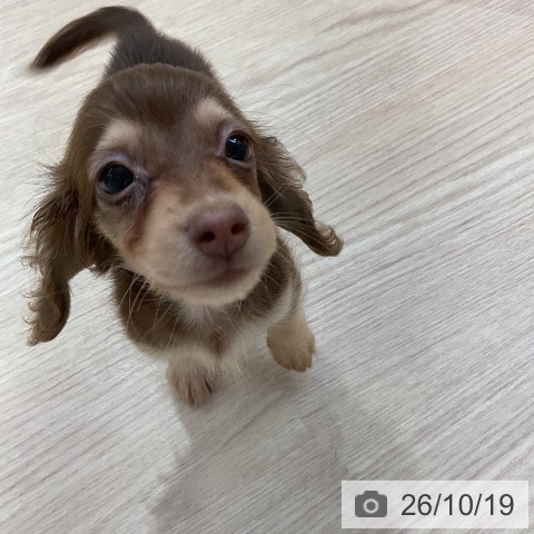 ミニチュア・ダックスフンドの写真