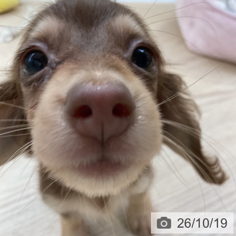 ミニチュア・ダックスフンドの写真