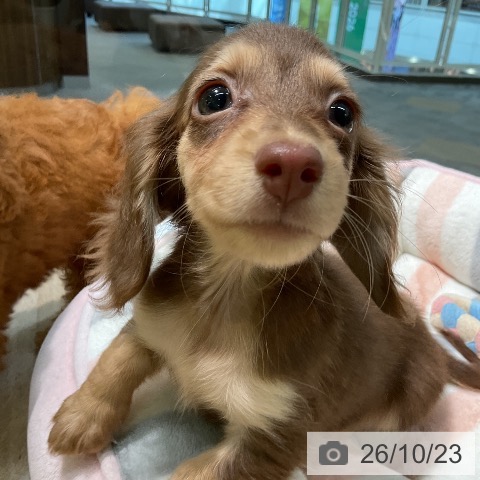 愛知県のミニチュアダックスフンド(ロング) (ペットプラス 岡崎店/2026年8月14日生まれ/女の子/チョコレートイエロー)の子犬の4枚目の画像