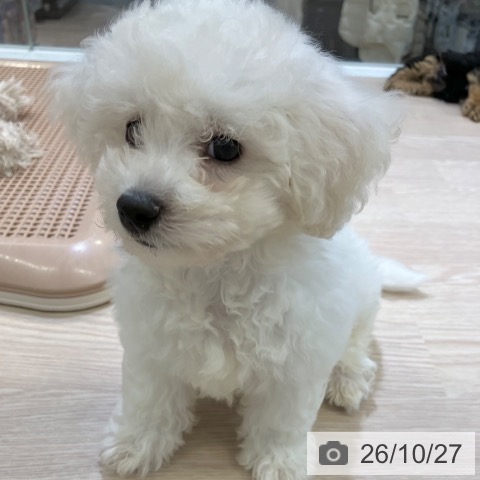 富山県のビションフリーゼ (ペットプラス 高岡店/2026年8月14日生まれ/男の子/ホワイト)の子犬の4枚目の画像