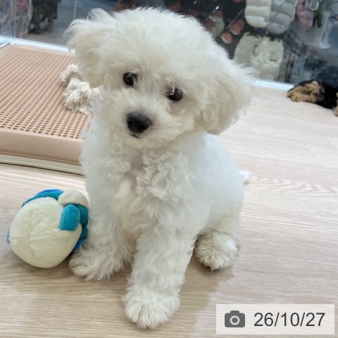 富山県のビションフリーゼ (ペットプラス 高岡店/2026年8月14日生まれ/男の子/ホワイト)の子犬の3枚目の画像