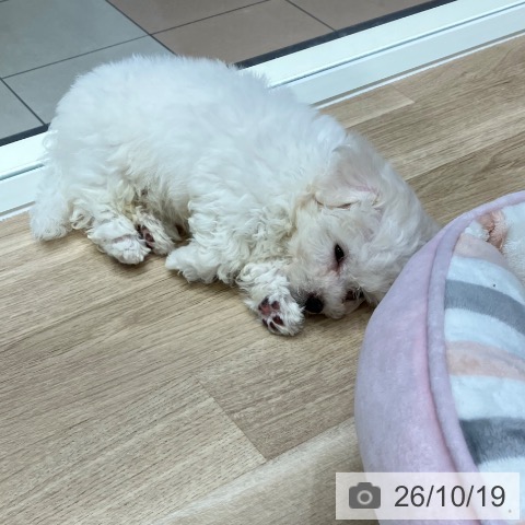 岐阜県のビションフリーゼ (ペットプラス 各務原店/2026年8月14日生まれ/女の子/ホワイト)の子犬の4枚目の画像