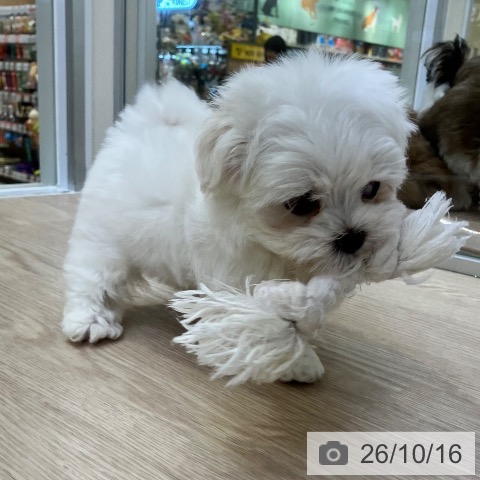 マルチーズの写真