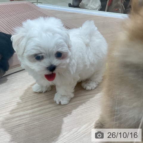 マルチーズの写真