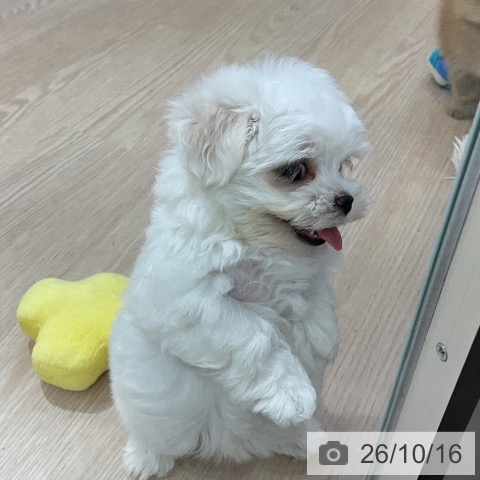 マルチーズの写真