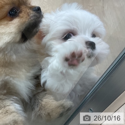 マルチーズの写真