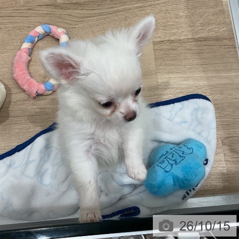 愛知県のチワワ(ロング) (ペットプラス 東浦店/2026年8月7日生まれ/男の子/ホワイト)の子犬の4枚目の画像