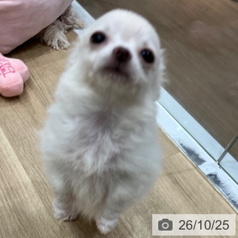 愛知県のチワワ(ロング) (ペットプラス 東浦店/2026年8月7日生まれ/男の子/ホワイト)の子犬の4枚目の画像