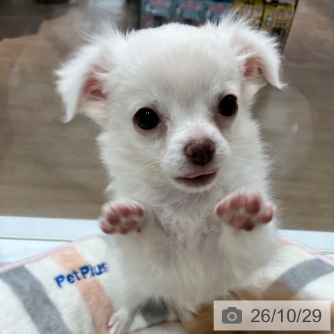 愛知県のチワワ(ロング) (ペットプラス 東浦店/2026年8月7日生まれ/男の子/ホワイト)の子犬の4枚目の画像
