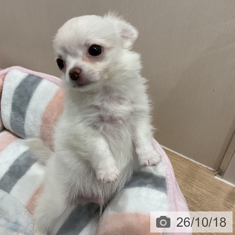 愛知県のチワワ(ロング) (ペットプラス 東浦店/2026年8月7日生まれ/男の子/ホワイト)の子犬の3枚目の画像