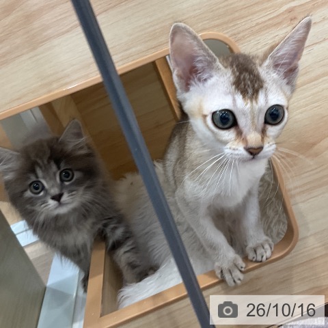 シンガプーラの写真
