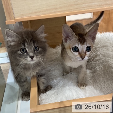 シンガプーラの写真