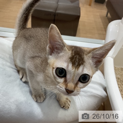 シンガプーラの写真