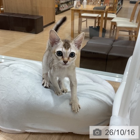 シンガプーラの写真