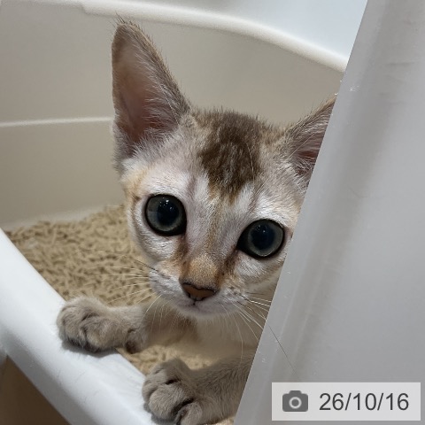 シンガプーラの写真