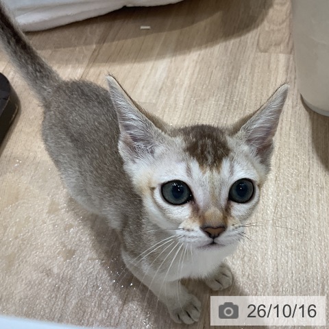 シンガプーラの写真