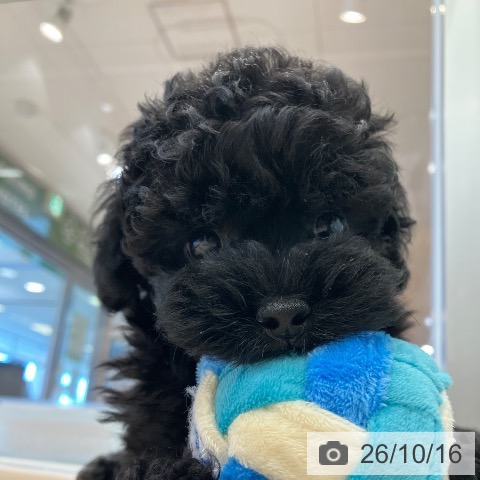 愛知県のトイプードル(トイ) (ペットプラス 熱田店/2026年8月12日生まれ/男の子/ブラック)の子犬の3枚目の画像