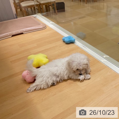 石川県のビションフリーゼ (ペットプラス 新小松店/2026年8月14日生まれ/男の子/ホワイト)の子犬の3枚目の画像