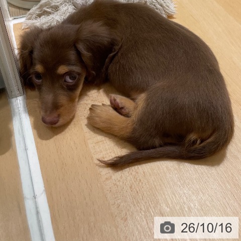 ミニチュア・ダックスフンドの写真