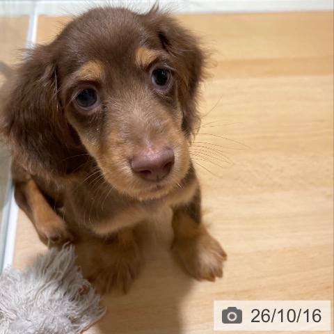 ミニチュア・ダックスフンドの写真