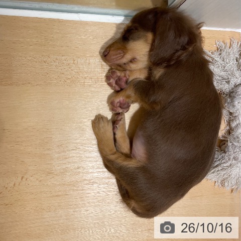 ミニチュア・ダックスフンドの写真