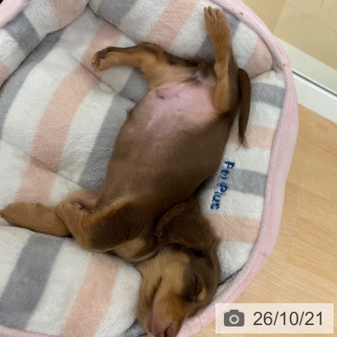 鹿児島県のミニチュアダックスフンド(ロング) (ペットプラス 姶良店/2026年8月11日生まれ/男の子/チョコレートタン)の子犬の3枚目の画像