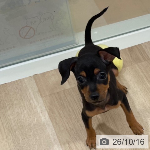 ミニチュア・ピンシャーの写真