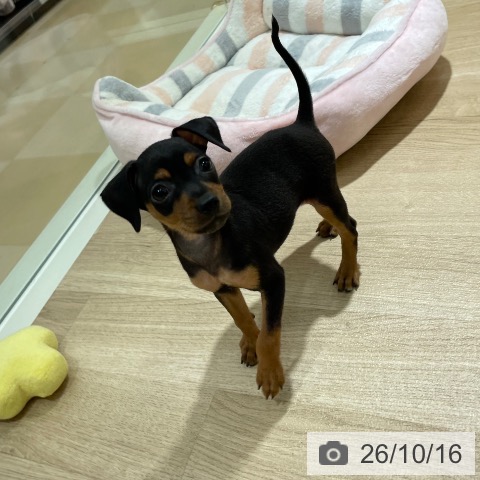 ミニチュア・ピンシャーの写真