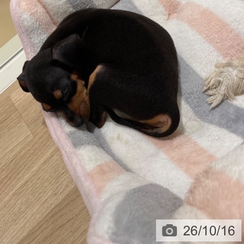 ミニチュア・ピンシャーの写真