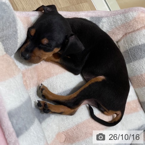 ミニチュア・ピンシャーの写真