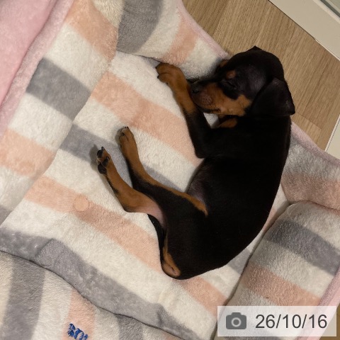 ミニチュア・ピンシャーの写真