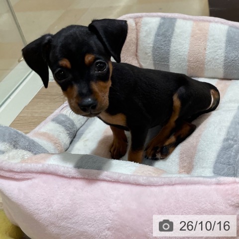 ミニチュア・ピンシャーの写真