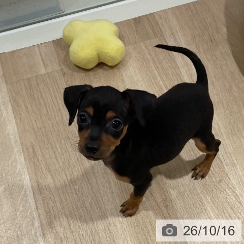 ミニチュア・ピンシャーの写真