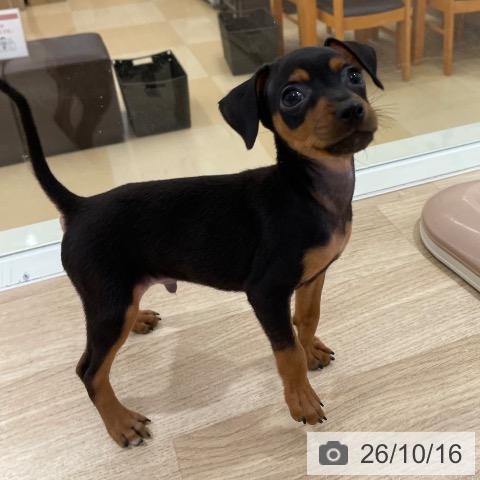 ミニチュア・ピンシャーの写真