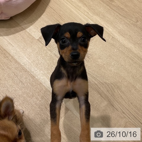 ミニチュア・ピンシャーの写真