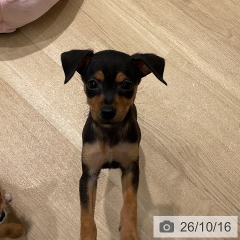 ミニチュア・ピンシャーの写真