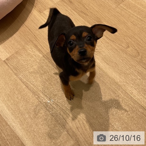 ミニチュア・ピンシャーの写真