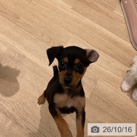ミニチュア・ピンシャーの写真