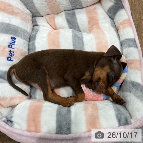 愛知県のミニチュアピンシャー (ペッツワン 東海店/2026年8月14日生まれ/男の子/チョコレートタン)の子犬の4枚目の画像