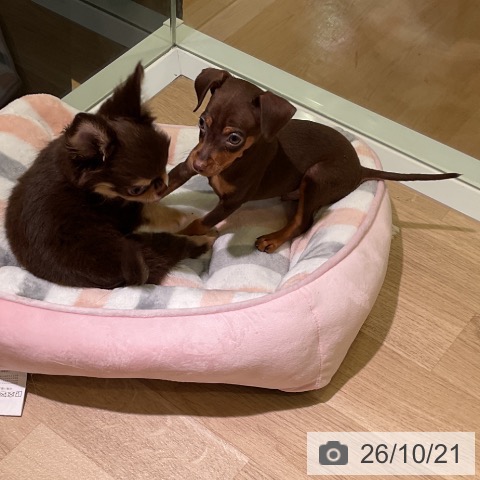 愛知県のミニチュアピンシャー (ペットプラス 岡崎店/2026年8月14日生まれ/男の子/チョコレートタン)の子犬の4枚目の画像