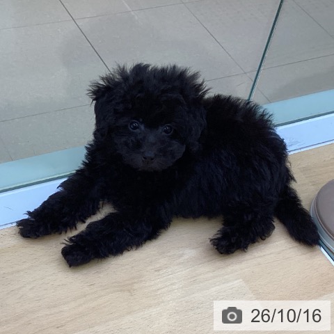 愛知県のトイプードル(トイ) (ペットプラス 三好店/2026年8月2日生まれ/男の子/ブラック)の子犬の4枚目の画像