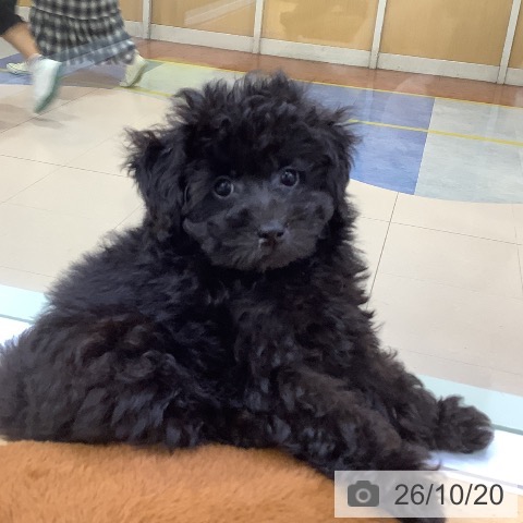 愛知県のトイプードル(トイ) (ペットプラス 三好店/2026年8月2日生まれ/男の子/ブラック)の子犬の4枚目の画像