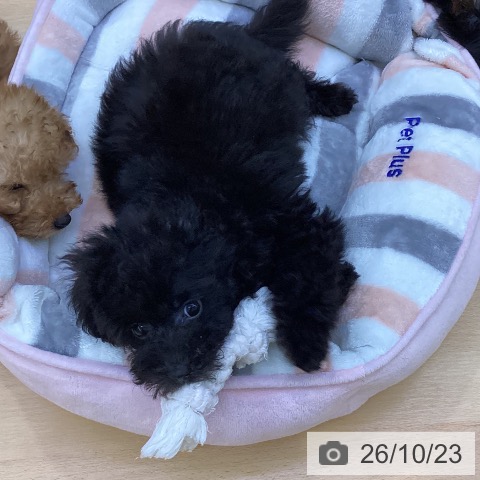 愛知県のトイプードル(トイ) (ペットプラス 三好店/2026年8月2日生まれ/男の子/ブラック)の子犬の3枚目の画像